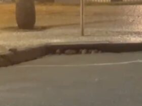 ratos curitiba
