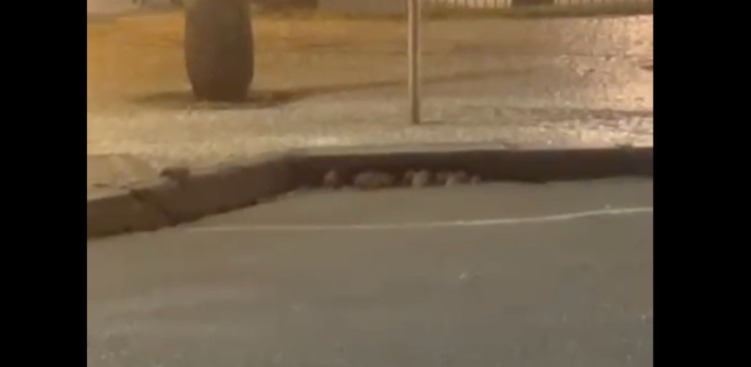 ratos curitiba