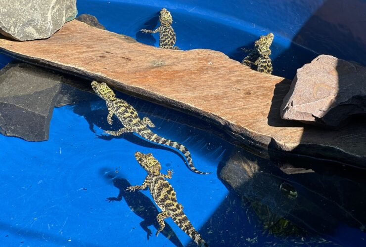 Imagem do WhatsApp de 2025 10 21 as 09.26.11 b0a7d23a