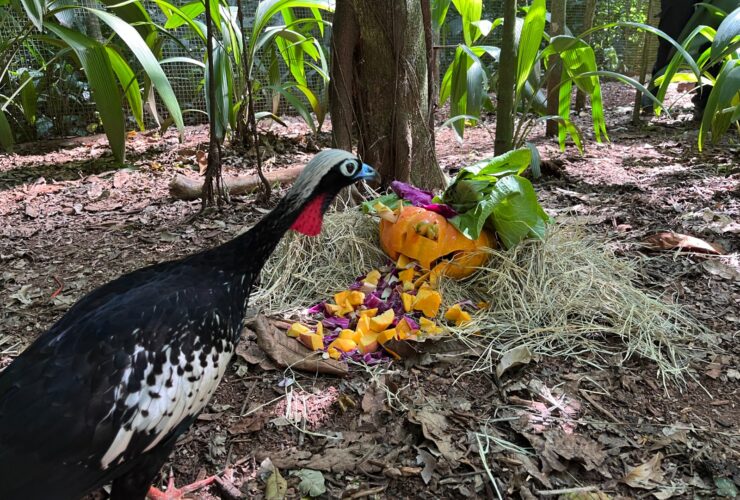 Imagem do WhatsApp de 2025 10 27 as 15.25.59 206513fd