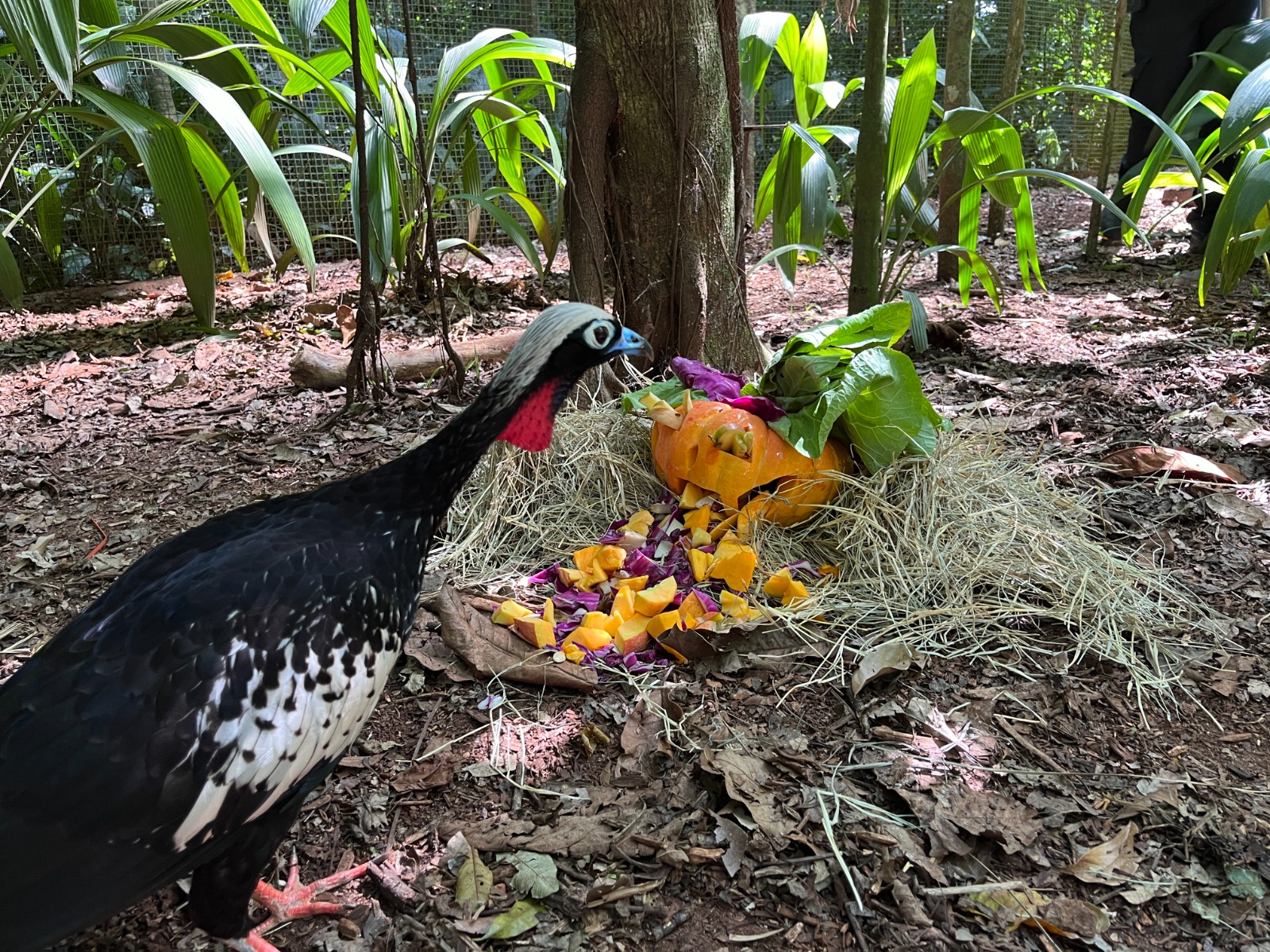 Parque das Aves realiza ações de enriquecimento ambiental com temática de Dia das Bruxas 1 Imagem do WhatsApp de 2025 10 27 as 15.25.59 206513fd