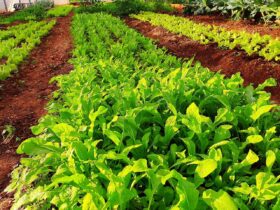 Imagem do WhatsApp de 2025 10 30 as 10.05.14 6ef660ee