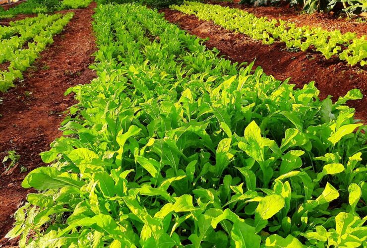 Imagem do WhatsApp de 2025 10 30 as 10.05.14 6ef660ee