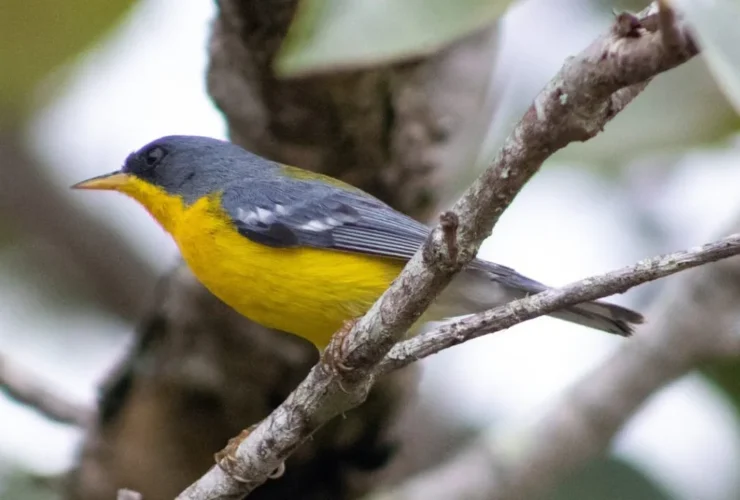 passarinhar 1 fabricio vilela