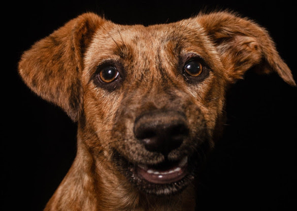 Alep recebe exposição “Olhares que Adotam”, que une arte e conscientização sobre causa animal 1 unnamed 38