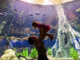 AquaFoz Kiko Sierich 13