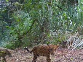 Imagem do WhatsApp de 2025 11 14 as 09.40.36 c6fd1b44