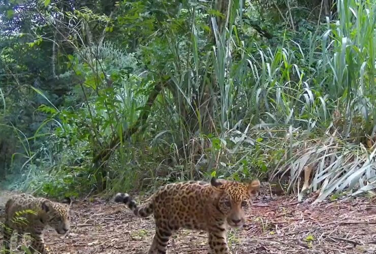 Imagem do WhatsApp de 2025 11 14 as 09.40.36 c6fd1b44