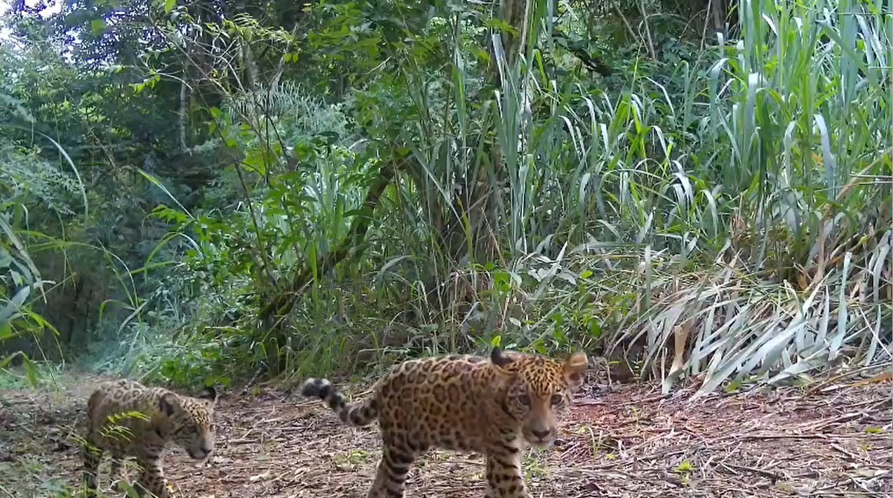 Escolha o nome da nova onça-pintada do Parque Nacional do Iguaçu 1 Imagem do WhatsApp de 2025 11 14 as 09.40.36 c6fd1b44