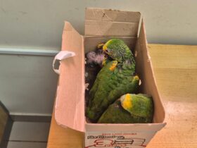 Imagem do WhatsApp de 2025 11 19 as 10.16.21 320790b4