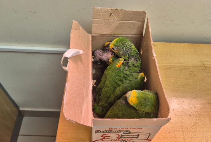 Imagem do WhatsApp de 2025 11 19 as 10.16.21 320790b4