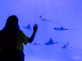 Imagem do WhatsApp de 2025 11 26 as 14.56.31 ec046776