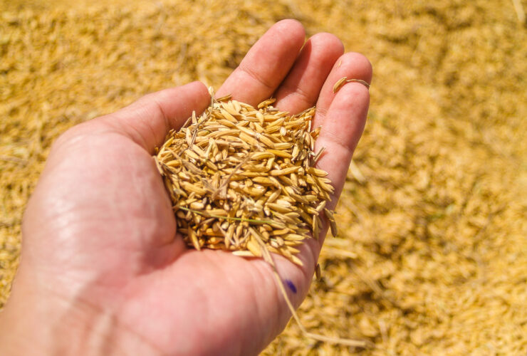 seed farm harvest farmer agriculture grain 1442765 pxhere.com