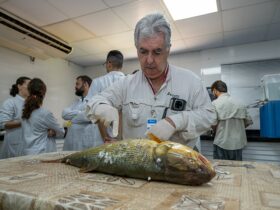 Imagem do WhatsApp de 2025 12 15 as 11.25.18 e35f9910