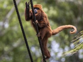 Imagem do WhatsApp de 2025 12 16 as 10.48.53 da0aa402