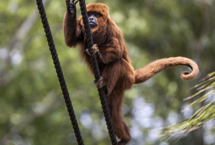 Imagem do WhatsApp de 2025 12 16 as 10.48.53 da0aa402