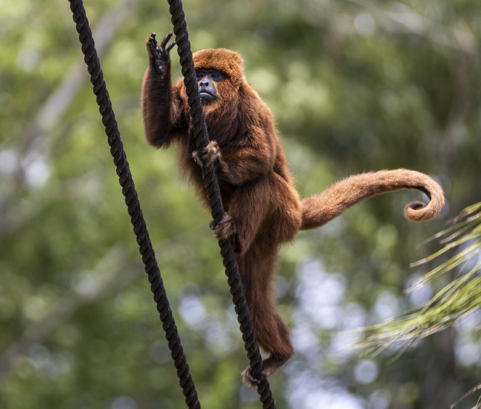 Viva um dia inteiro de natureza e descobertas na programação completa do Eco Park Foz 1 Imagem do WhatsApp de 2025 12 16 as 10.48.53 da0aa402