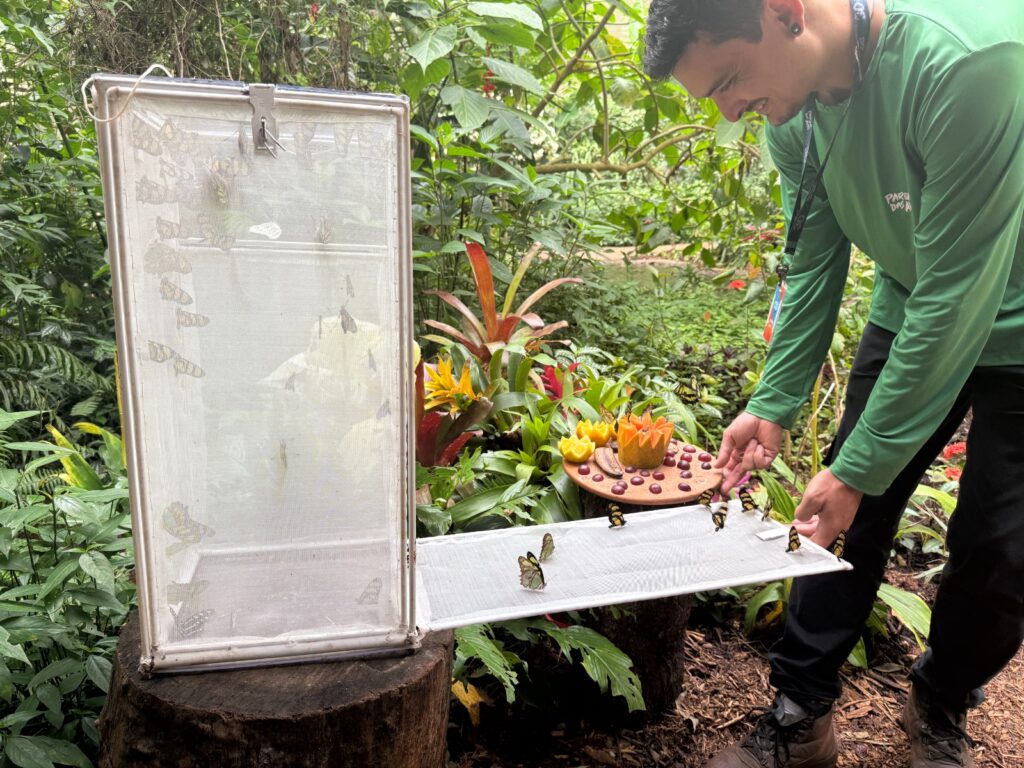 Parque das Aves de Foz do Iguaçu registra melhor agosto de sua história 3 bortoletas