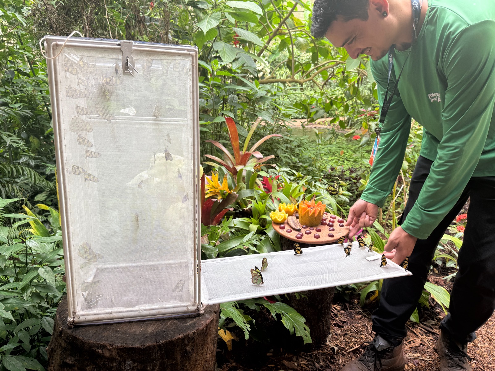 Parque das Aves promove a liberação de borboletas dentro do espaço Borboletas e Beija-flores 1 bortoletas