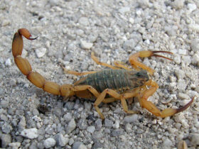 escorpiaoamarelo foto emanuel marques da silva