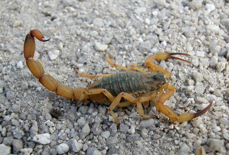 escorpiaoamarelo foto emanuel marques da silva