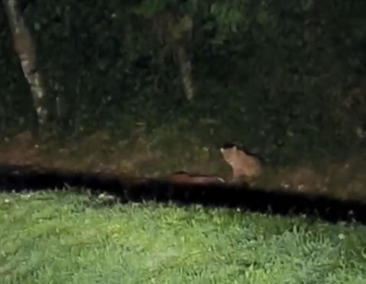 Vídeo mostra cena rara de onça-pintada caçando no Parque Iguaçu 1 84941211 935a 4550 9a73 08ccf606bb21