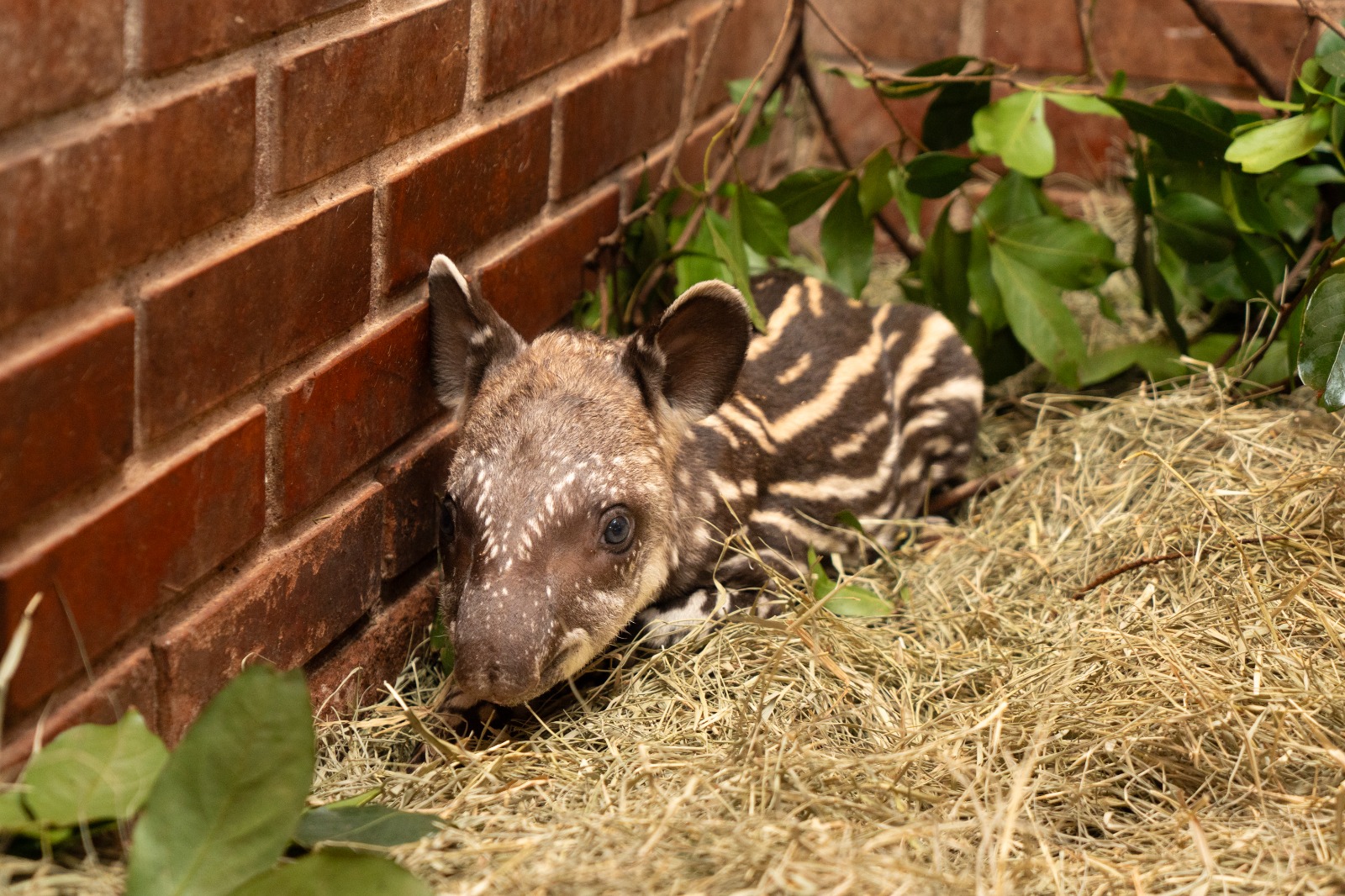 WhatsApp Image 2026 01 20 at 10.46.48