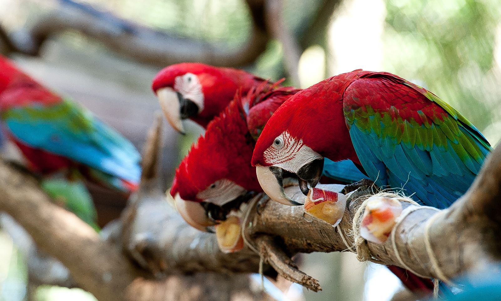 Parque das Aves de Foz do Iguaçu promove enriquecimento temático de verão para encantar visitantes 1 WhatsApp Image 2026 01 28 at 15.22.06
