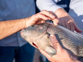 d6dbd491 ba49 40ab acb7 903ab6bd312e