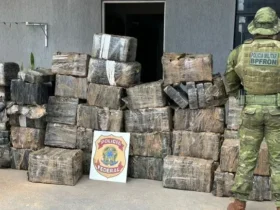 maconha campo mourao