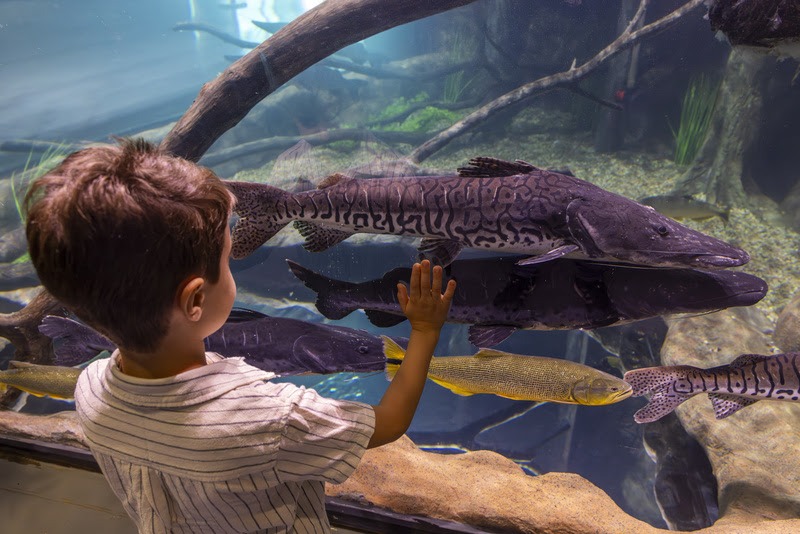 AquaFoz lança promoção para lindeiros da região com ingressos a R$ 99 1 aquafoz 1