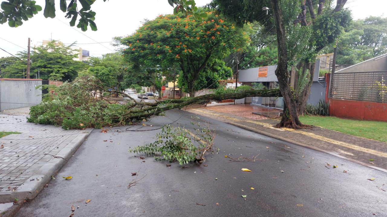 Chuvas com rajadas de vento derruba árvores e galhos e interrompe tráfego em ruas de Foz do Iguaçu 1 arvore caida foz