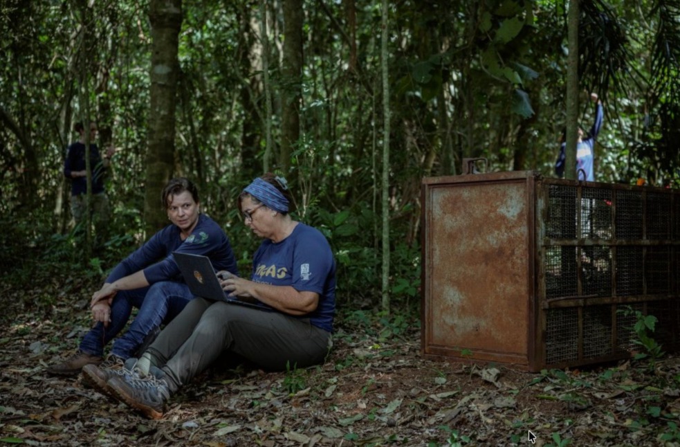 Campanha no Parque Nacional do Iguaçu amplia dados sobre onças-pintadas 2 WhatsApp Image 2026 03 23 at 09.42.15