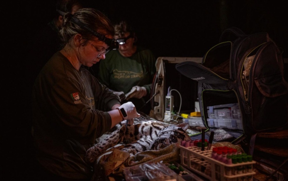 Campanha no Parque Nacional do Iguaçu amplia dados sobre onças-pintadas 1 WhatsApp Image 2026 03 23 at 09.43.07