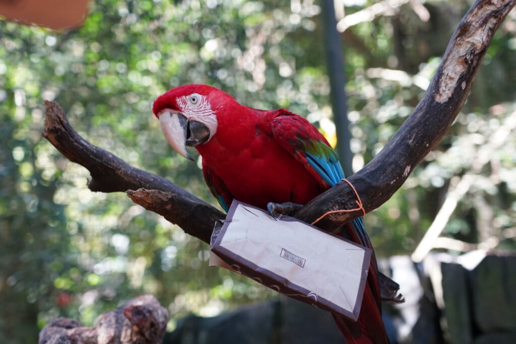 Parque das Aves de Foz do Iguaçu atualiza horário de funcionamento com fechamento às 16h30 2 parque das aves 1 2