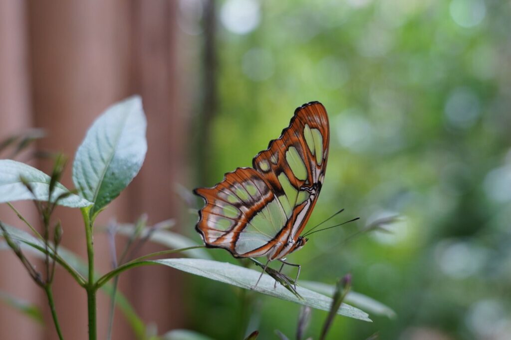 parque das aves bortoleta 1