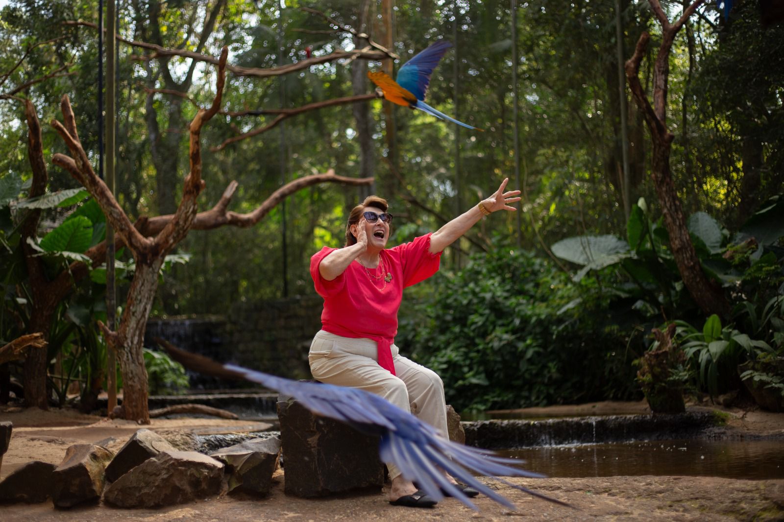 Parque das Aves mantém crescimento recorde em 2026 e impulsiona o turismo em Foz do Iguaçu 1 parque das aves