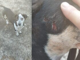 cachorrinha