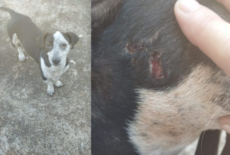 cachorrinha