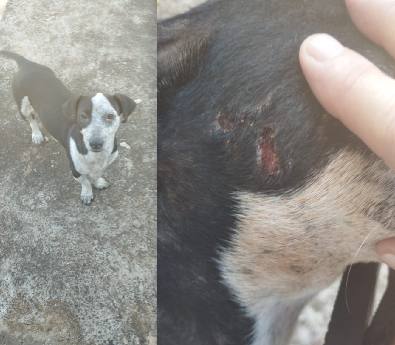cachorrinha