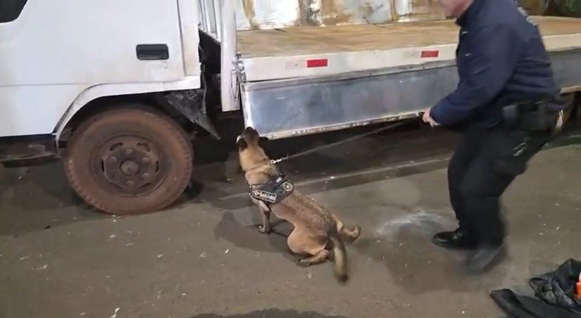 Vídeo registra cão farejador indicando esconderijo de 715 kg de maconha em caminhão na fronteira Brasil-Paraguai 1 cao farejador
