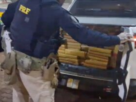 maconha toro