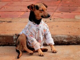 pequenos animais foz