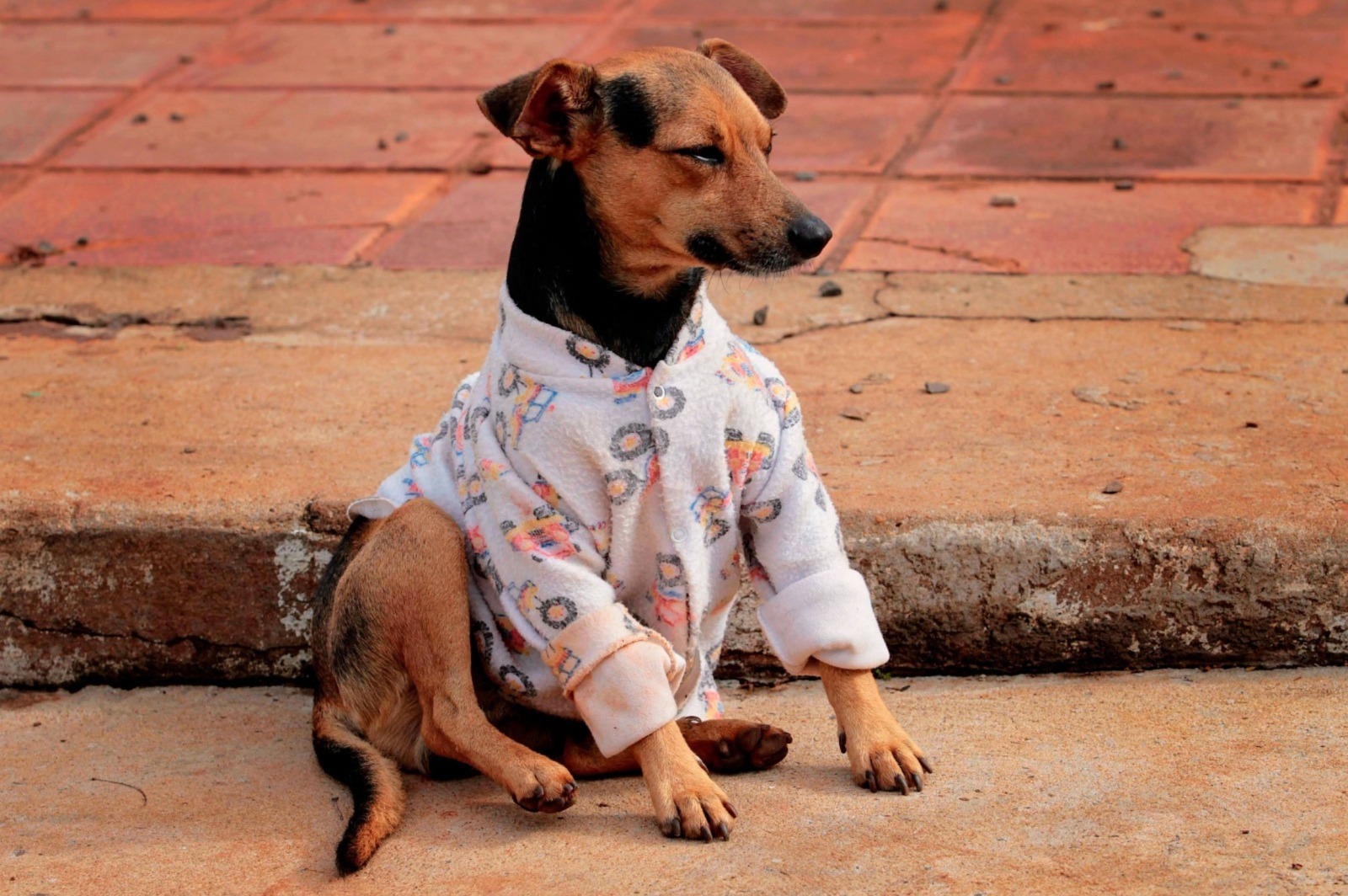 pequenos animais foz