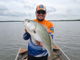 pesca corvina