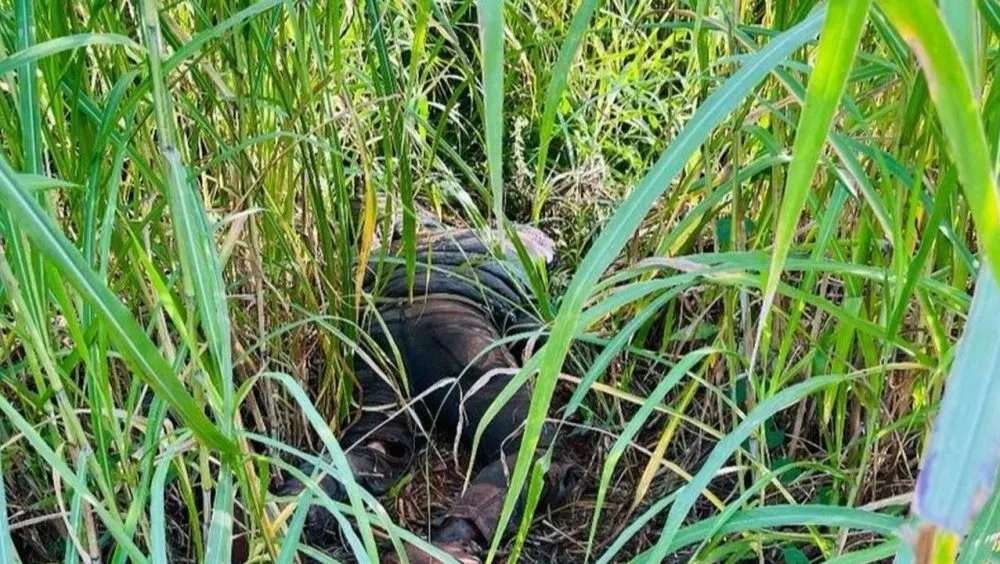 Corpo em avançado estado de decomposição foi encontrado no Parque Monjolo nesta terça-feira (16), em Foz do Iguaçu 2 a0f07ab5b62dddabe207956601b86a4c