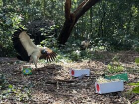 parque das aves 3