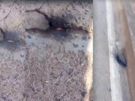 fogo na ponte