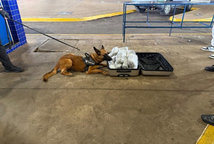 agente canina