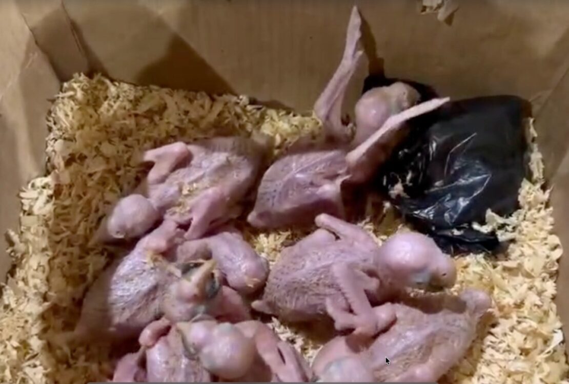 aves silvestres